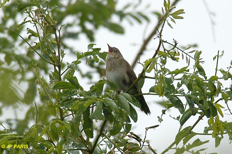Locustella fluviatilis